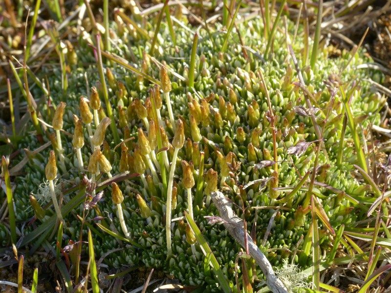 Chevreulia lycopodioides photo 8