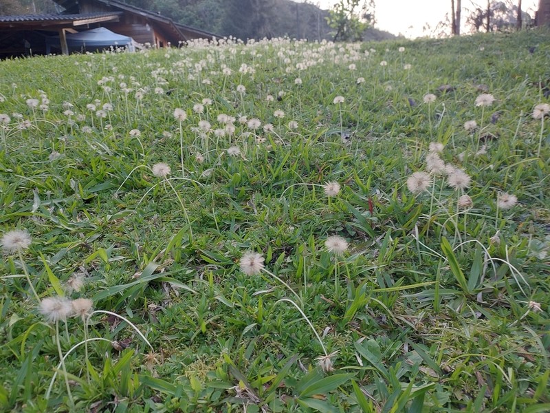 Chevreulia sarmentosa