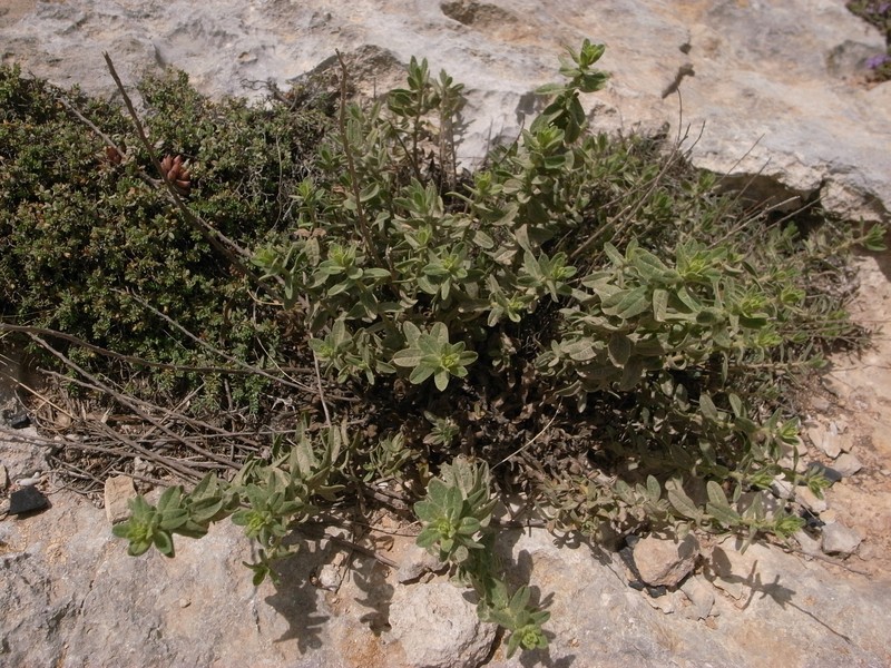 Chiliadenus bocconei