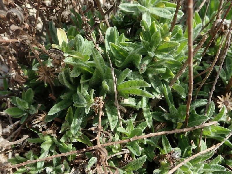 Chiliadenus bocconei photo 2