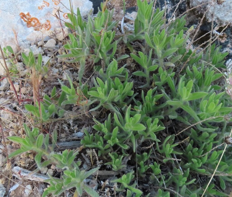 Chiliadenus bocconei photo 3