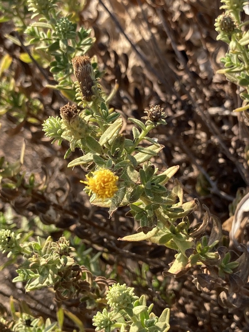 Chiliadenus bocconei photo 4
