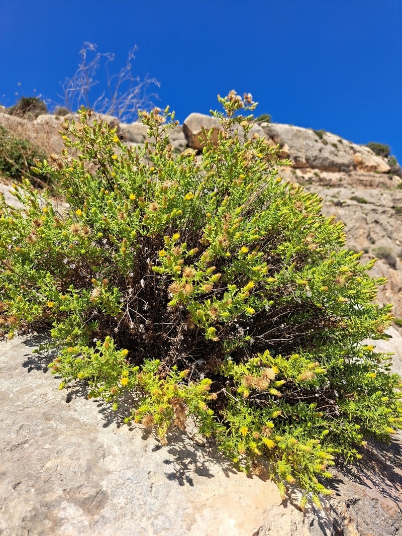 Chiliadenus bocconei photo 5