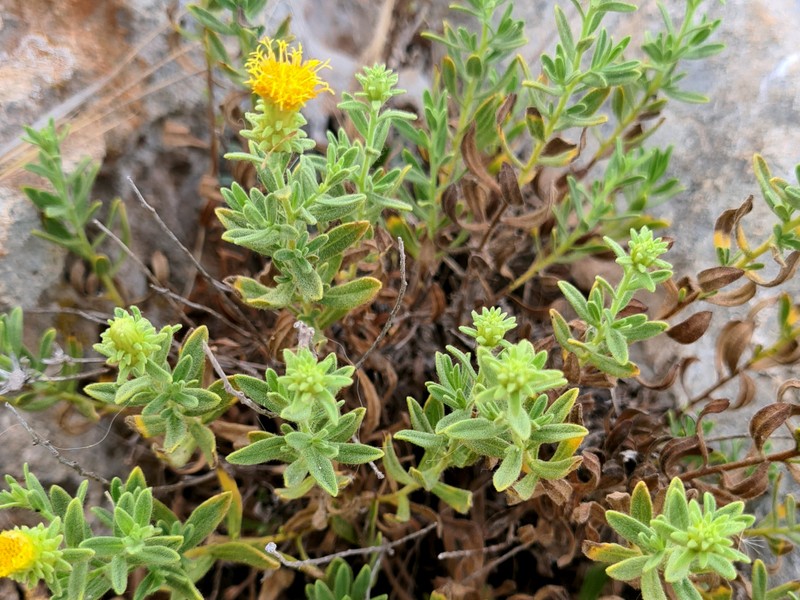 Chiliadenus bocconei photo 6