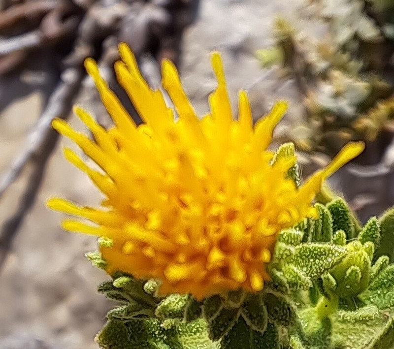 Chiliadenus bocconei photo 7