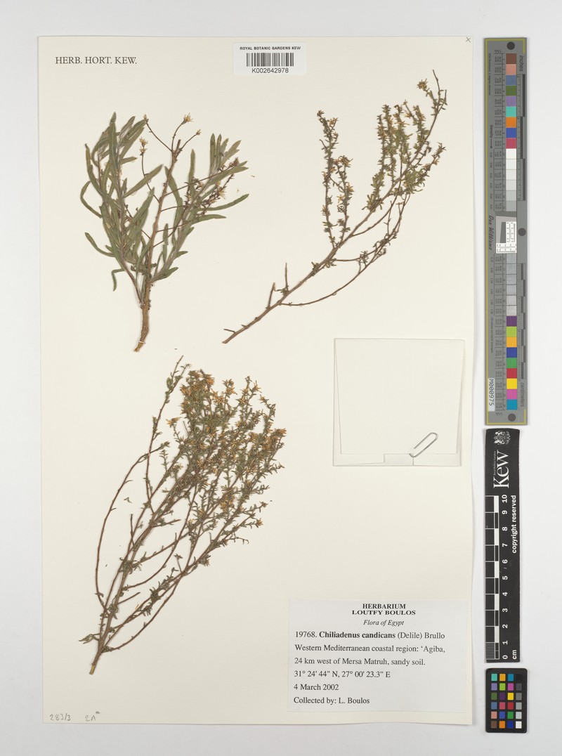 Chiliadenus candicans
