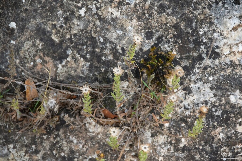 Chiliadenus glutinosus