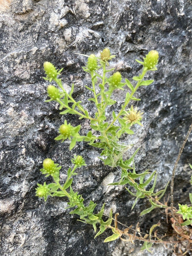 Chiliadenus glutinosus photo 2