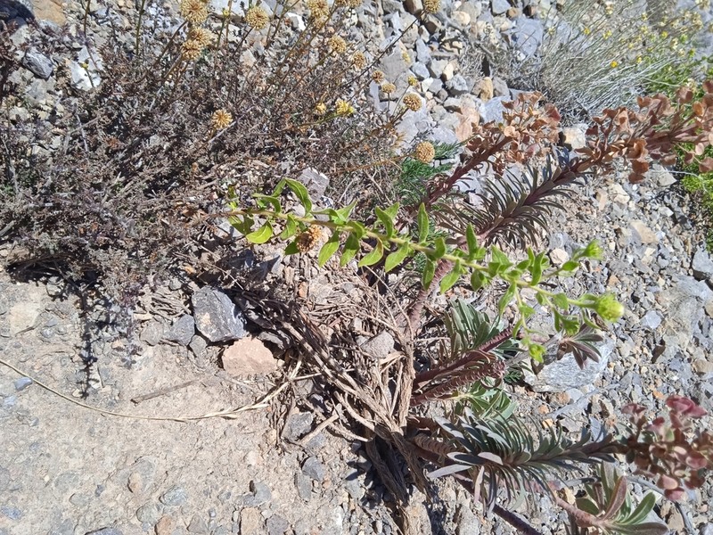 Chiliadenus glutinosus photo 3