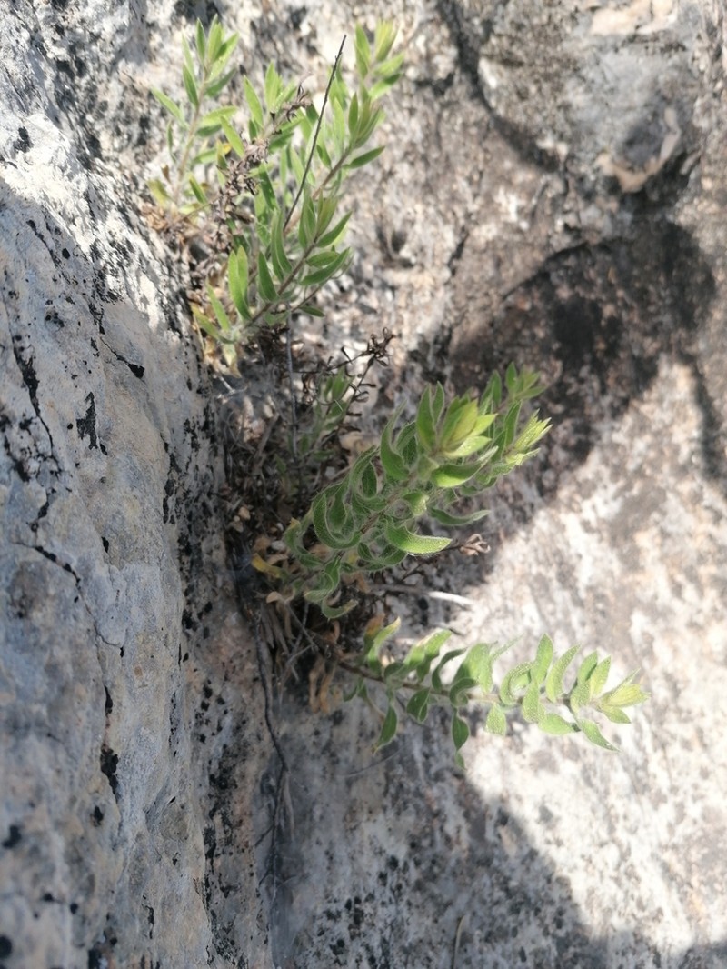 Chiliadenus glutinosus photo 4