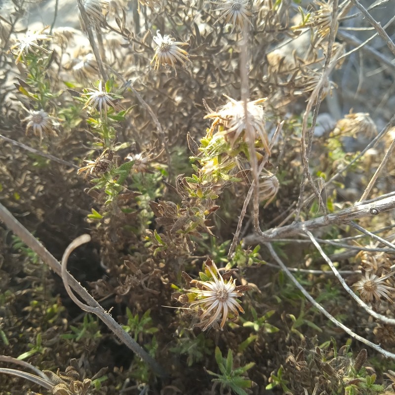 Chiliadenus glutinosus photo 5