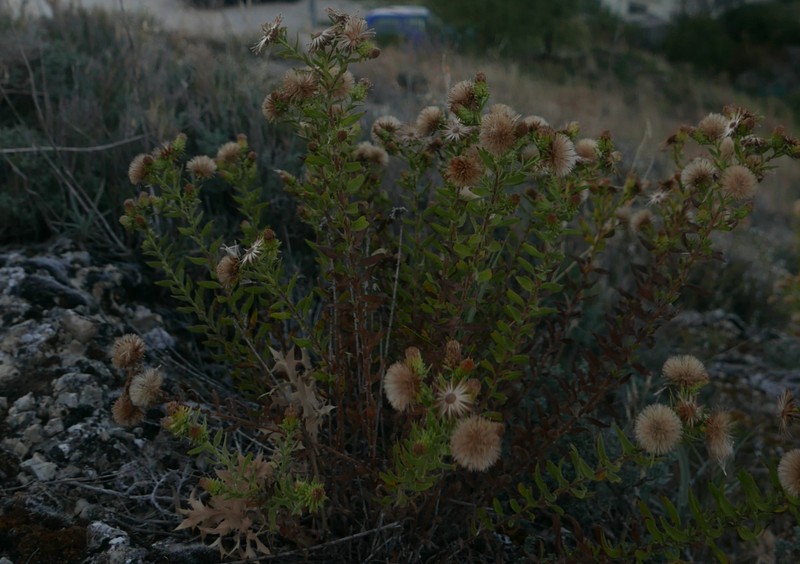 Chiliadenus glutinosus photo 6
