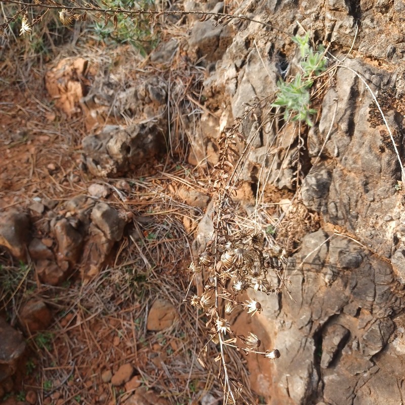 Chiliadenus glutinosus photo 7