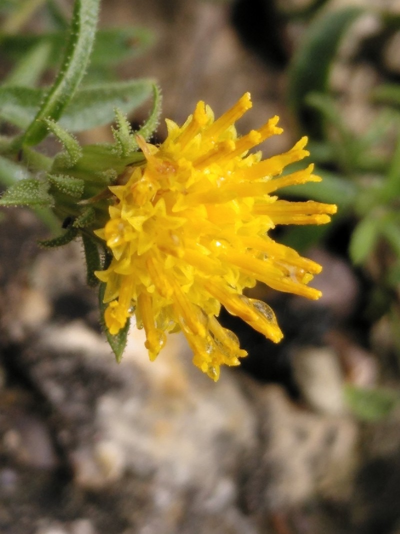 Chiliadenus glutinosus photo 8