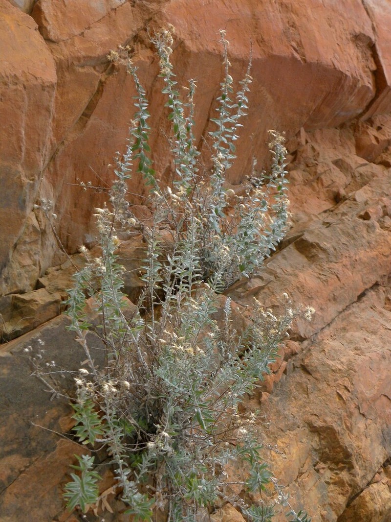 Chiliadenus hesperius