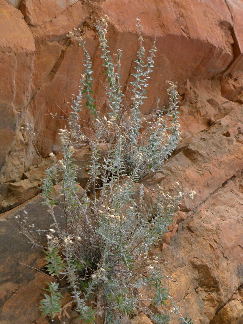 Chiliadenus hesperius photo 2