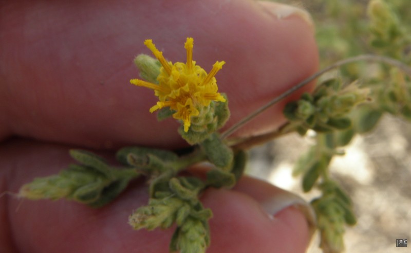 Chiliadenus iphionoides
