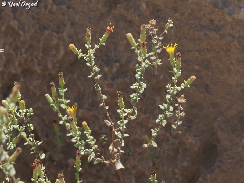 Chiliadenus iphionoides photo 2