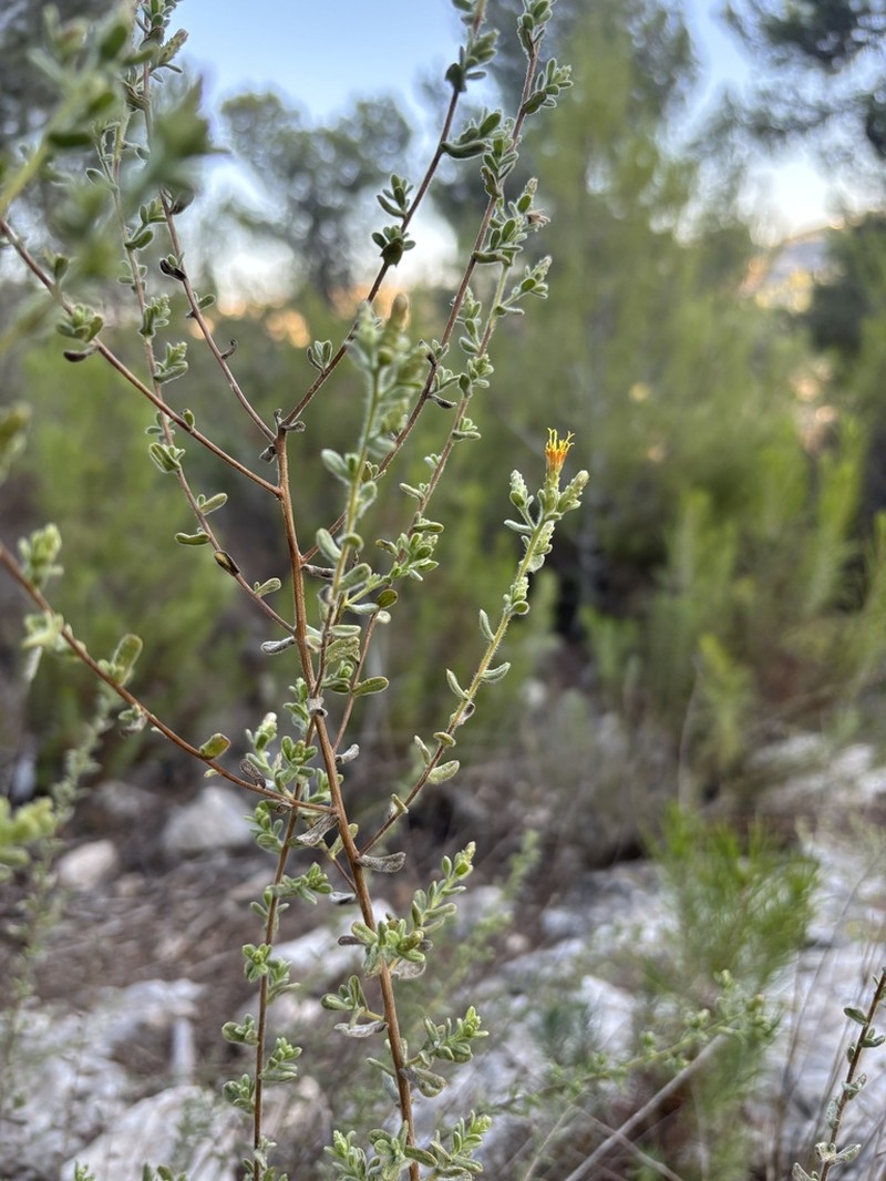 Chiliadenus iphionoides photo 3
