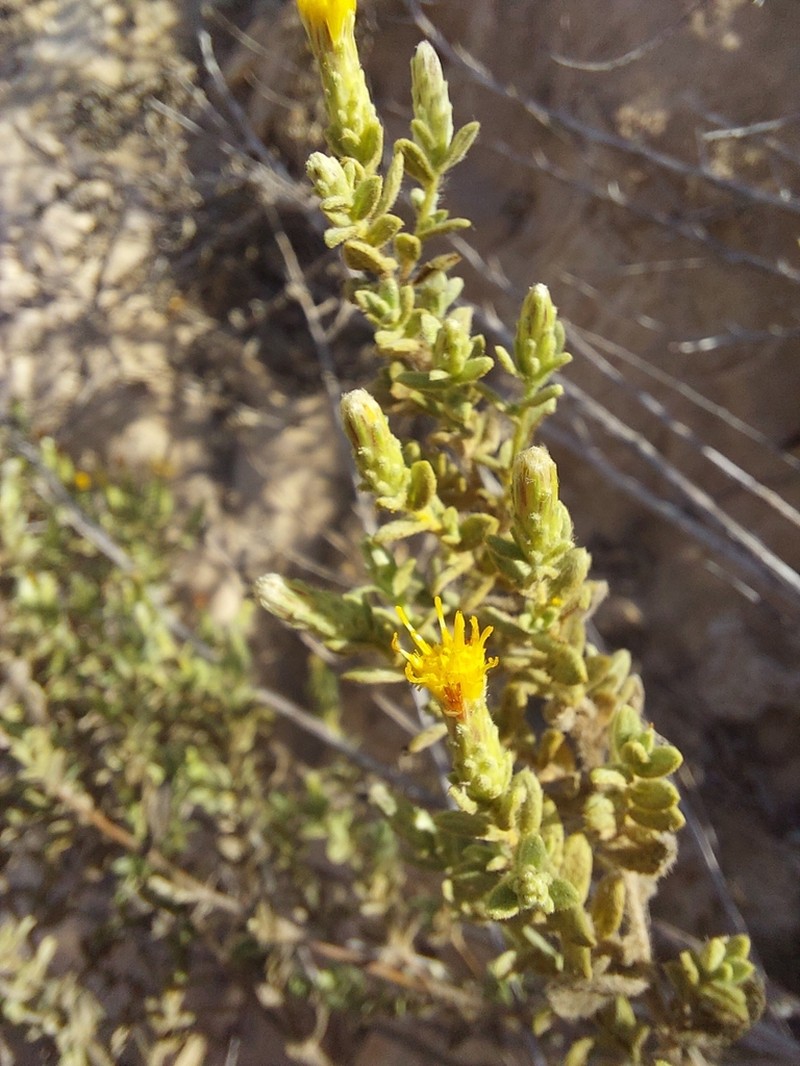 Chiliadenus iphionoides photo 4