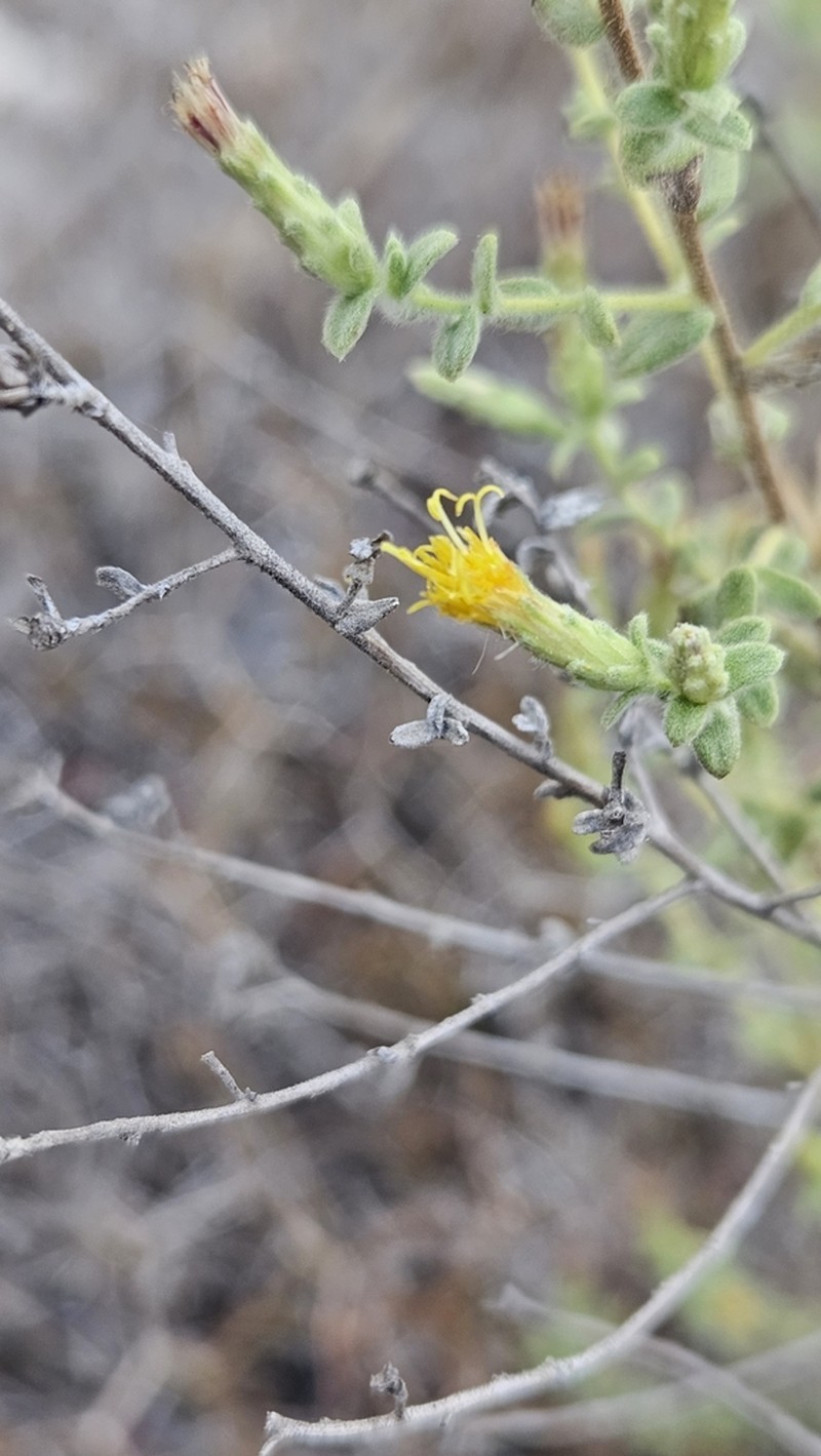 Chiliadenus iphionoides photo 5