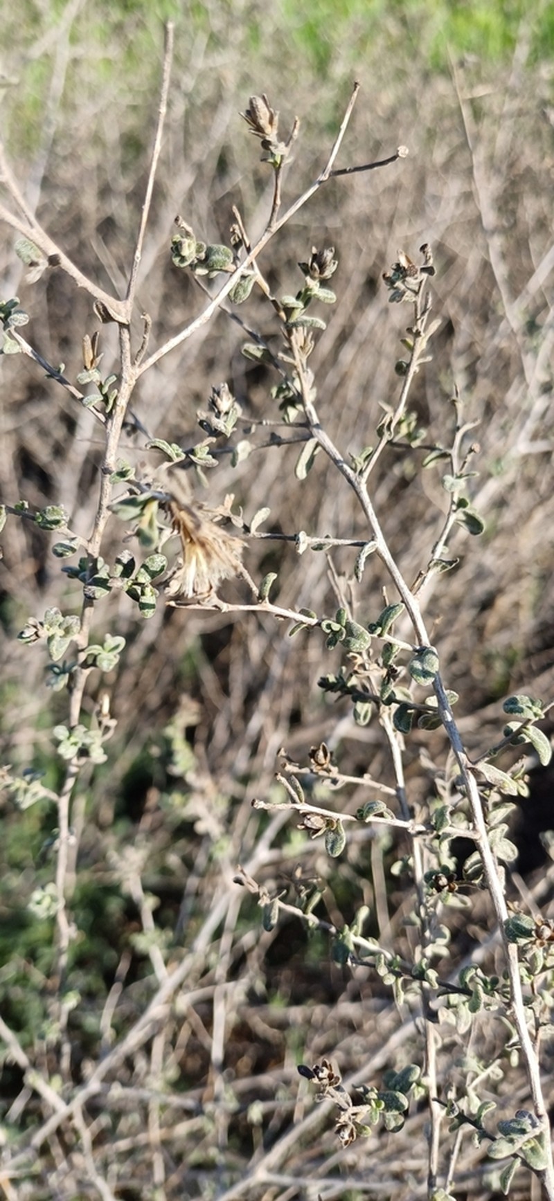Chiliadenus iphionoides photo 6