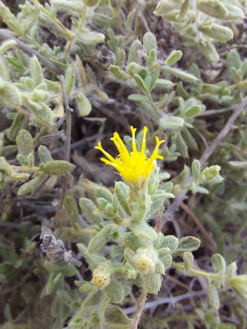 Chiliadenus iphionoides photo 7