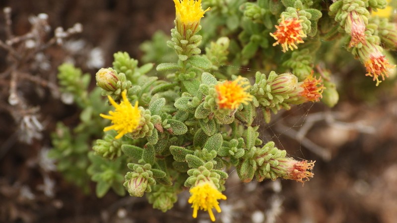 Chiliadenus lopadusanus
