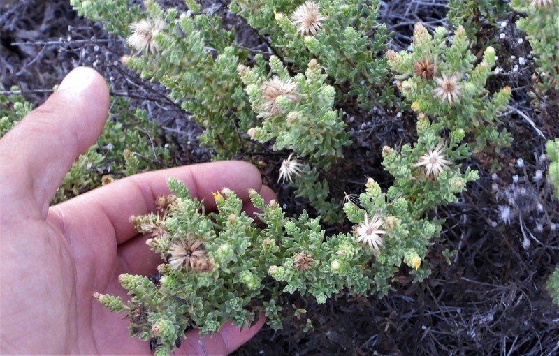 Chiliadenus lopadusanus photo 3