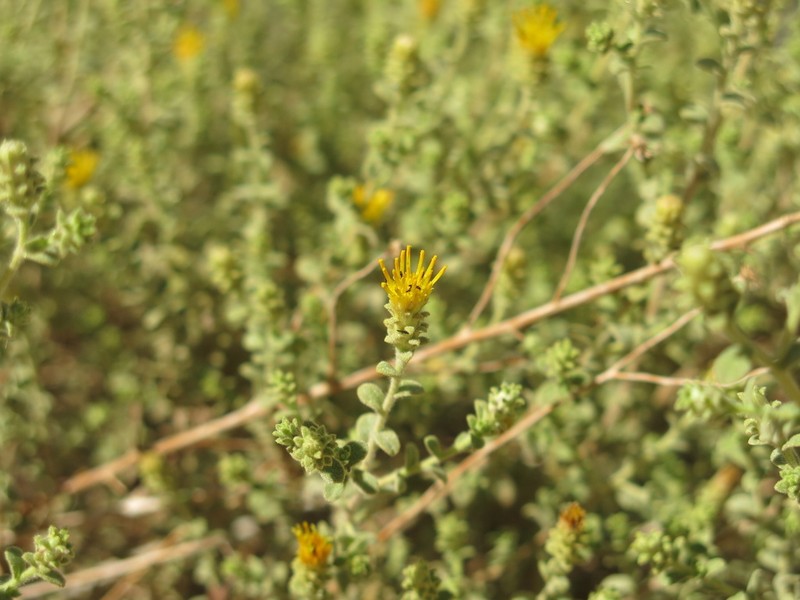 Chiliadenus montanus