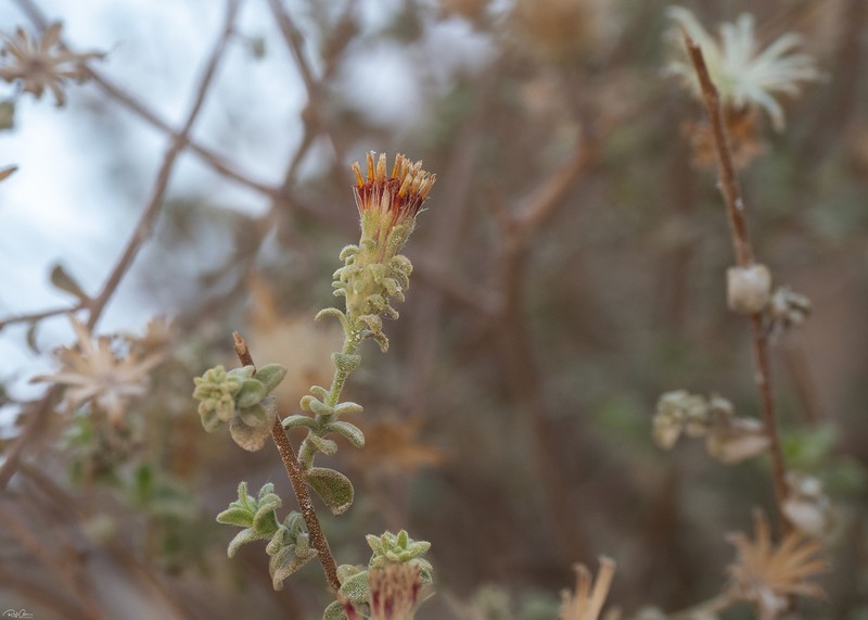 Chiliadenus montanus photo 2