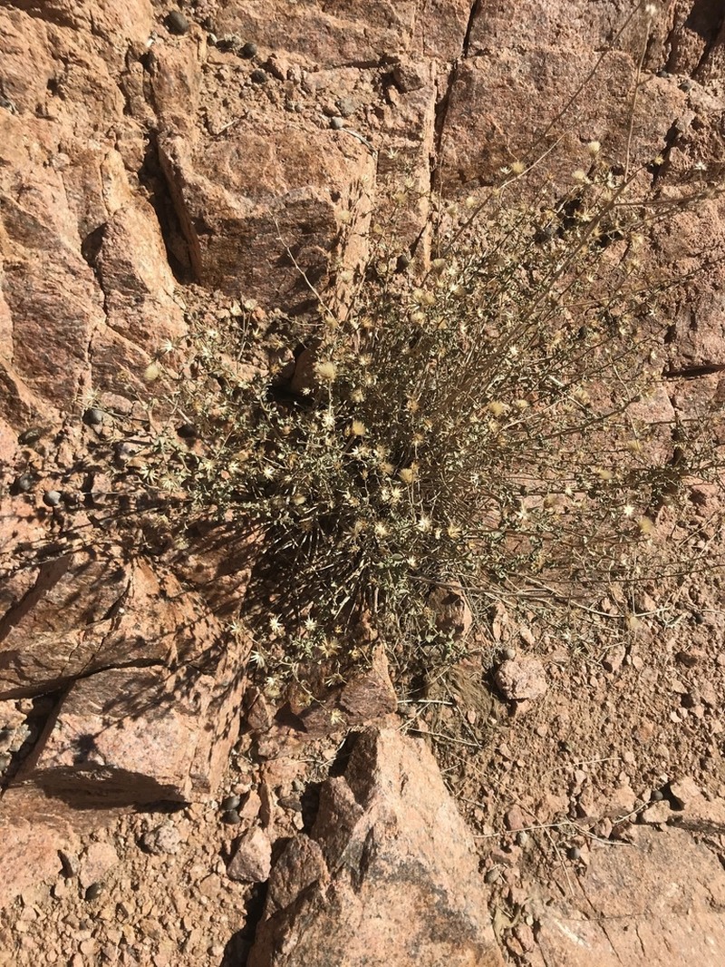 Chiliadenus montanus photo 3