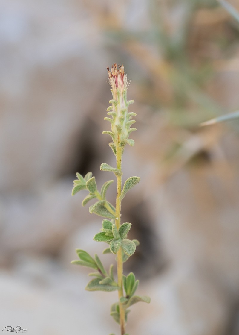 Chiliadenus montanus photo 4