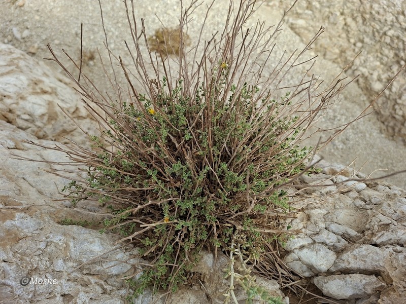 Chiliadenus montanus photo 6