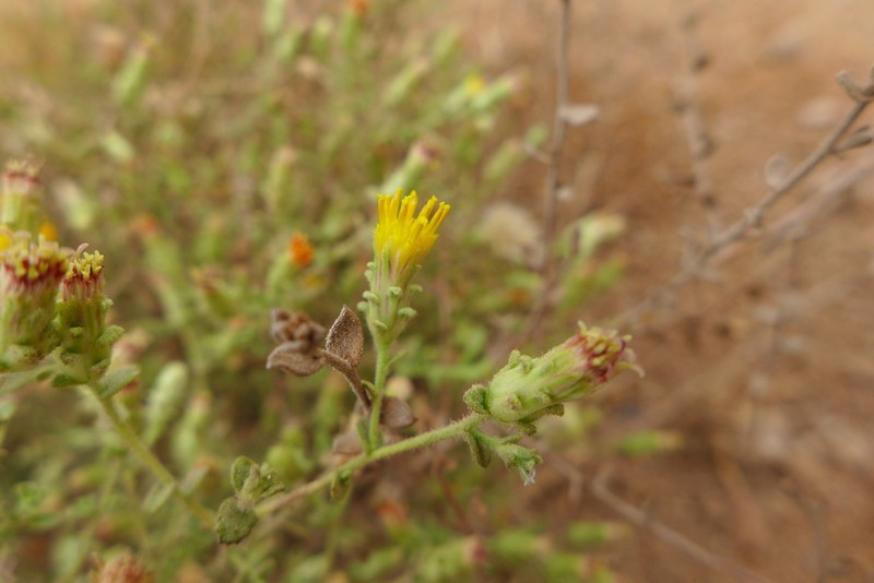 Chiliadenus montanus photo 7