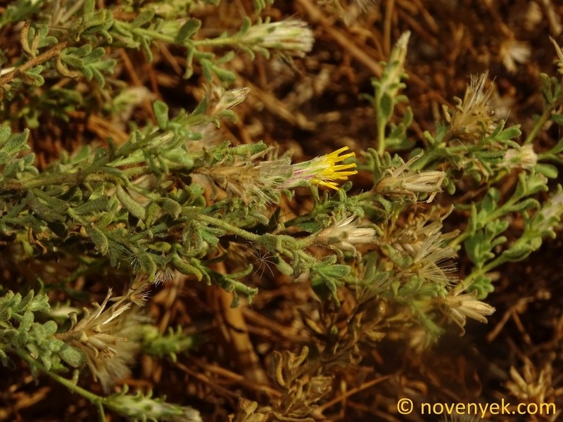 Chiliadenus montanus photo 8