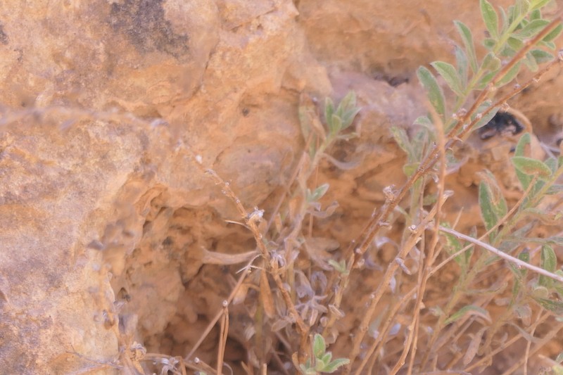 Chiliadenus rupestris