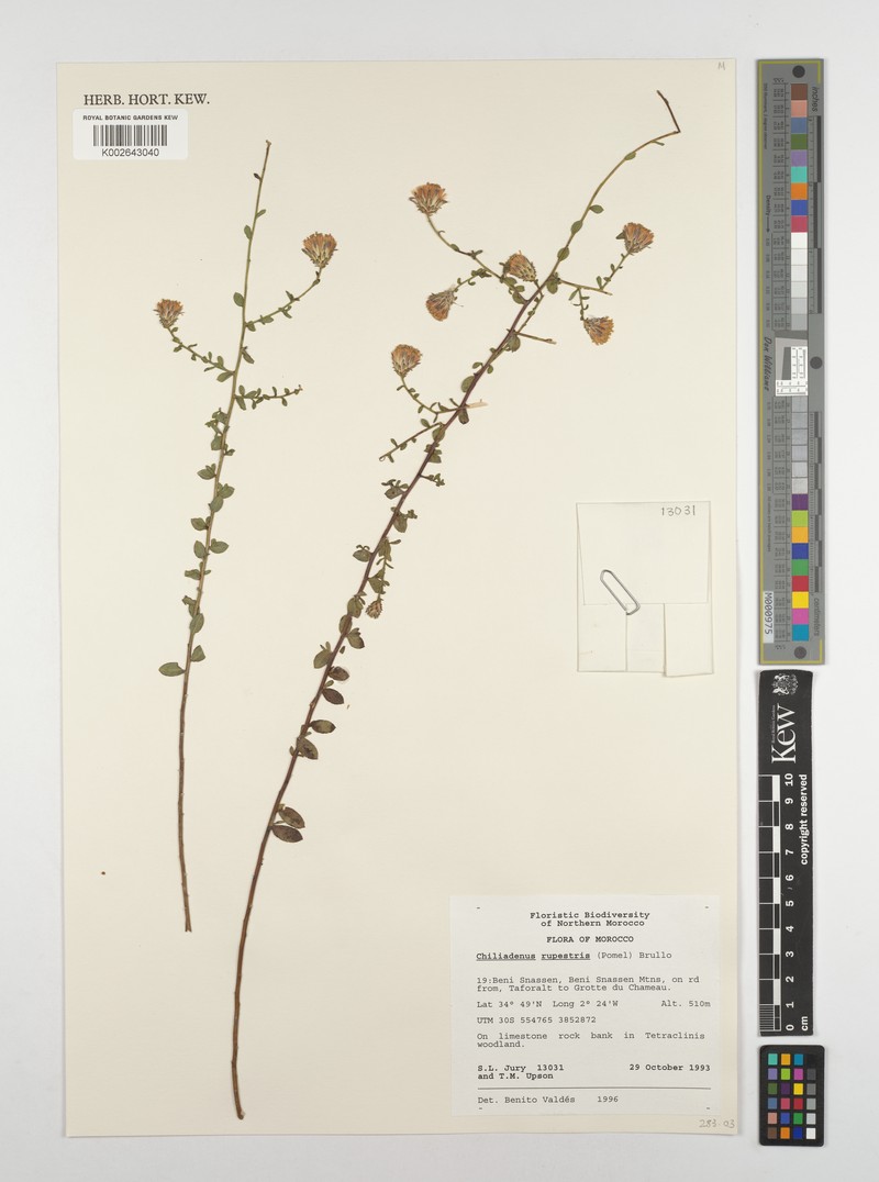 Chiliadenus rupestris photo 2