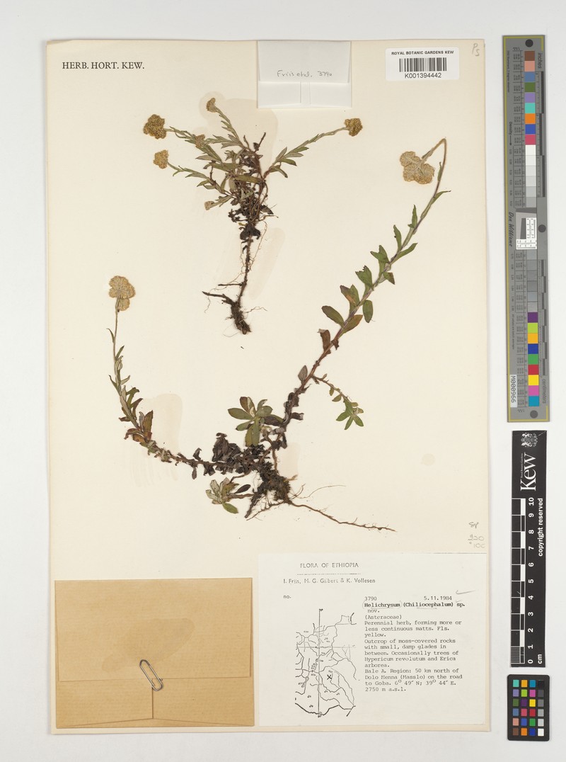 Chiliocephalum schimperi