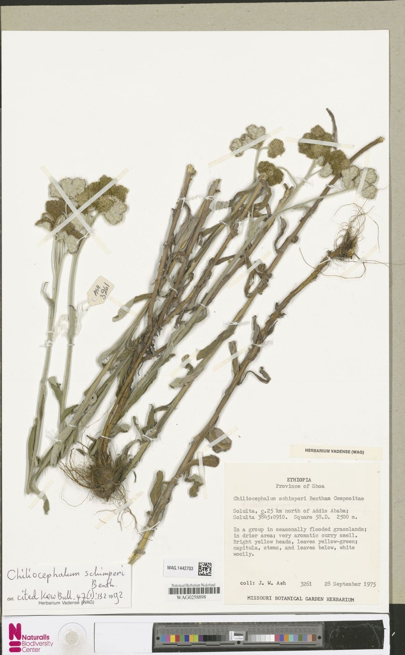 Chiliocephalum schimperi photo 2