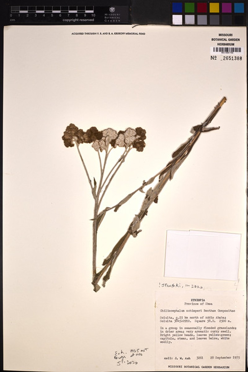Chiliocephalum schimperi photo 3