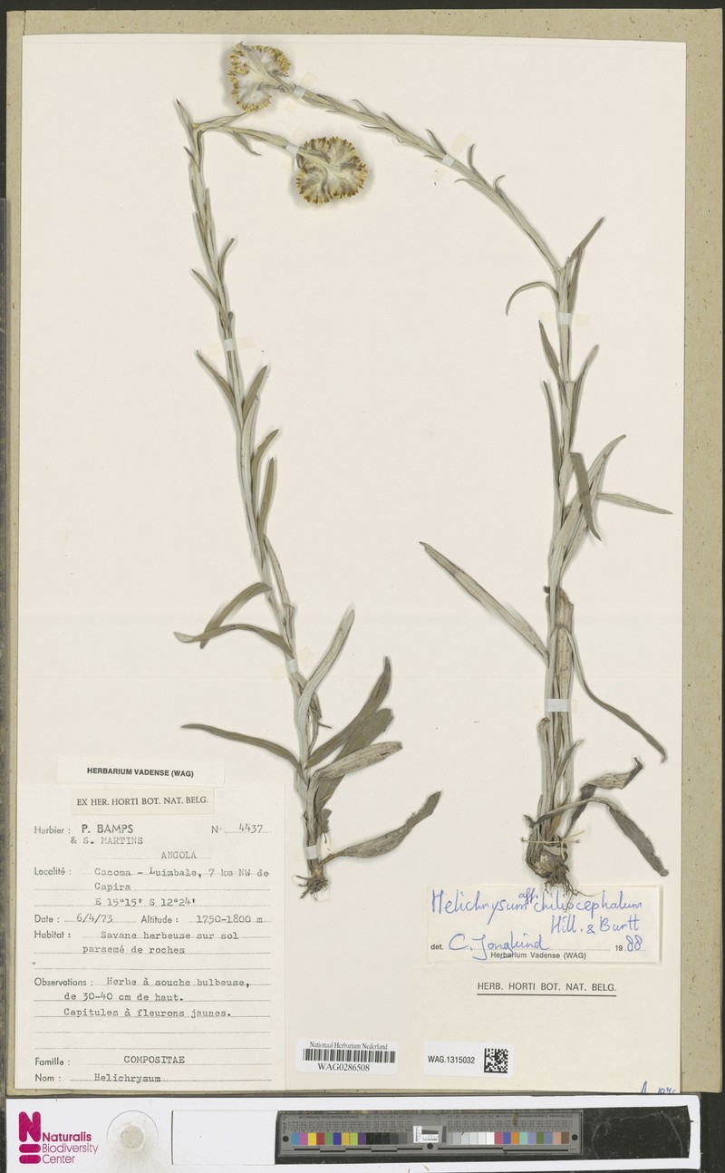 Chiliocephalum schimperi photo 4