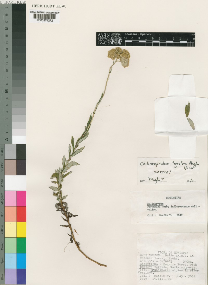 Chiliocephalum tegetum