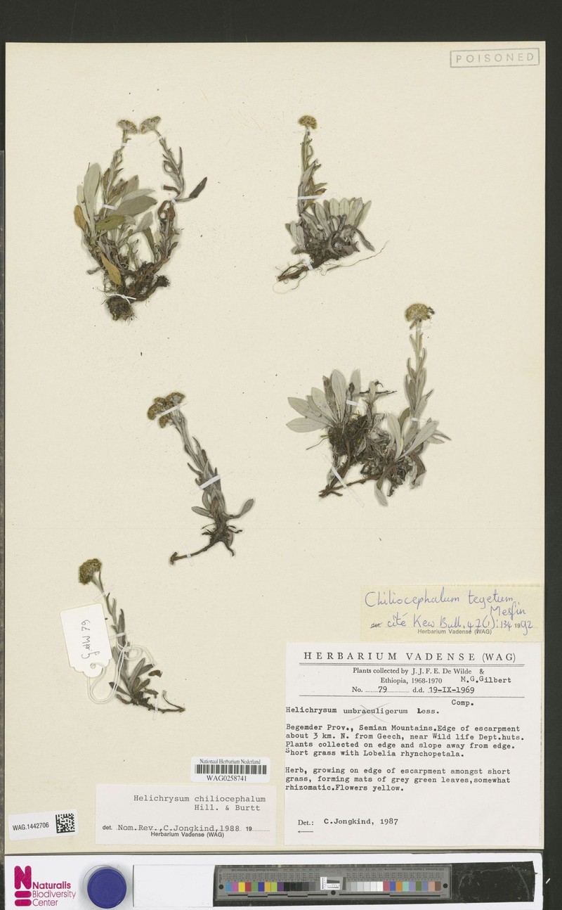 Chiliocephalum tegetum photo 2