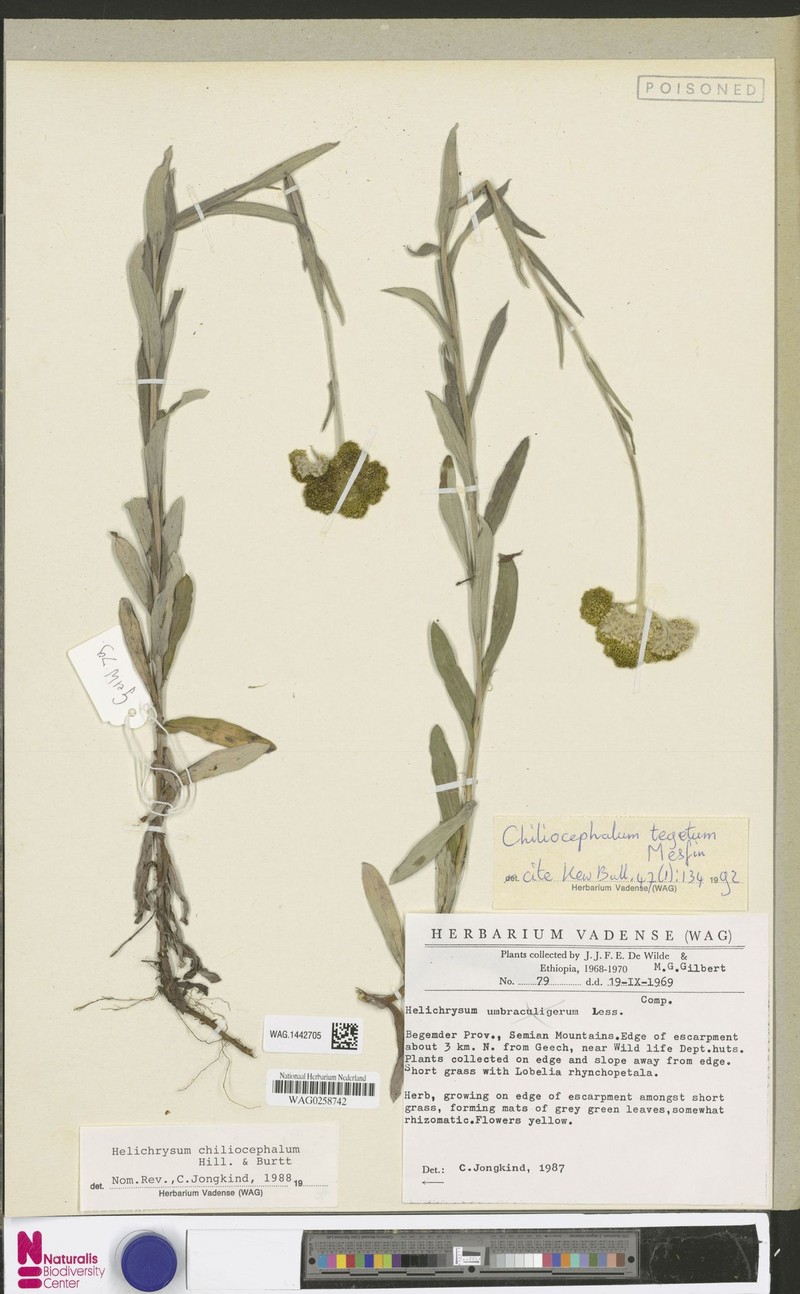 Chiliocephalum tegetum photo 3