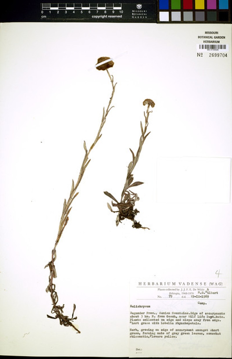 Chiliocephalum tegetum photo 4