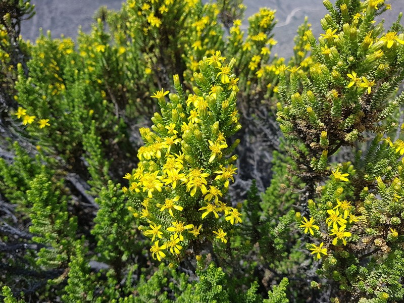 Chiliophyllum densifolium