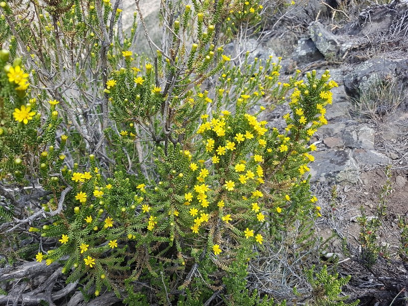 Chiliophyllum densifolium photo 2