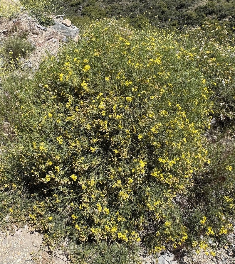 Chiliophyllum densifolium photo 3