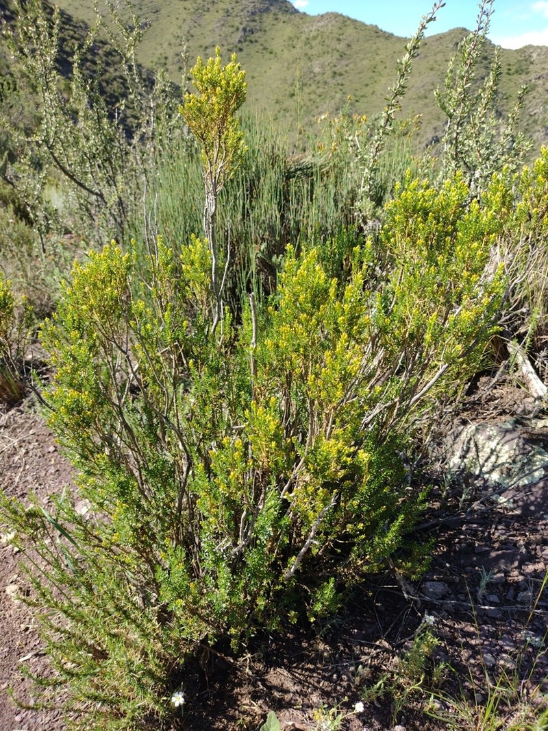 Chiliophyllum densifolium photo 4